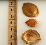 Load image into Gallery viewer, Raw Organic Bitter Apricot Seeds image 2