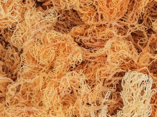 DRIED WILDCRAFTED JAMAICAN SEA MOSS
