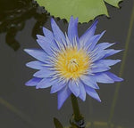 Load image into Gallery viewer, Double Extracted Blue Lotus Herbal Tincture image 1
