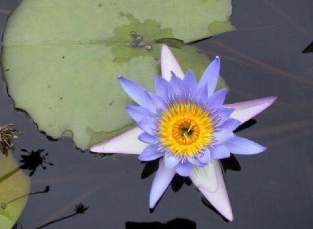 Double Extracted Blue Lotus Herbal Tincture image 2