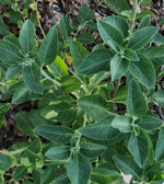 Load image into Gallery viewer, DOUBLE EXTRACTED ASHWAGANDHA HERBAL TINCTURE image 1
