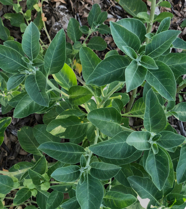DOUBLE EXTRACTED ASHWAGANDHA HERBAL TINCTURE image 1