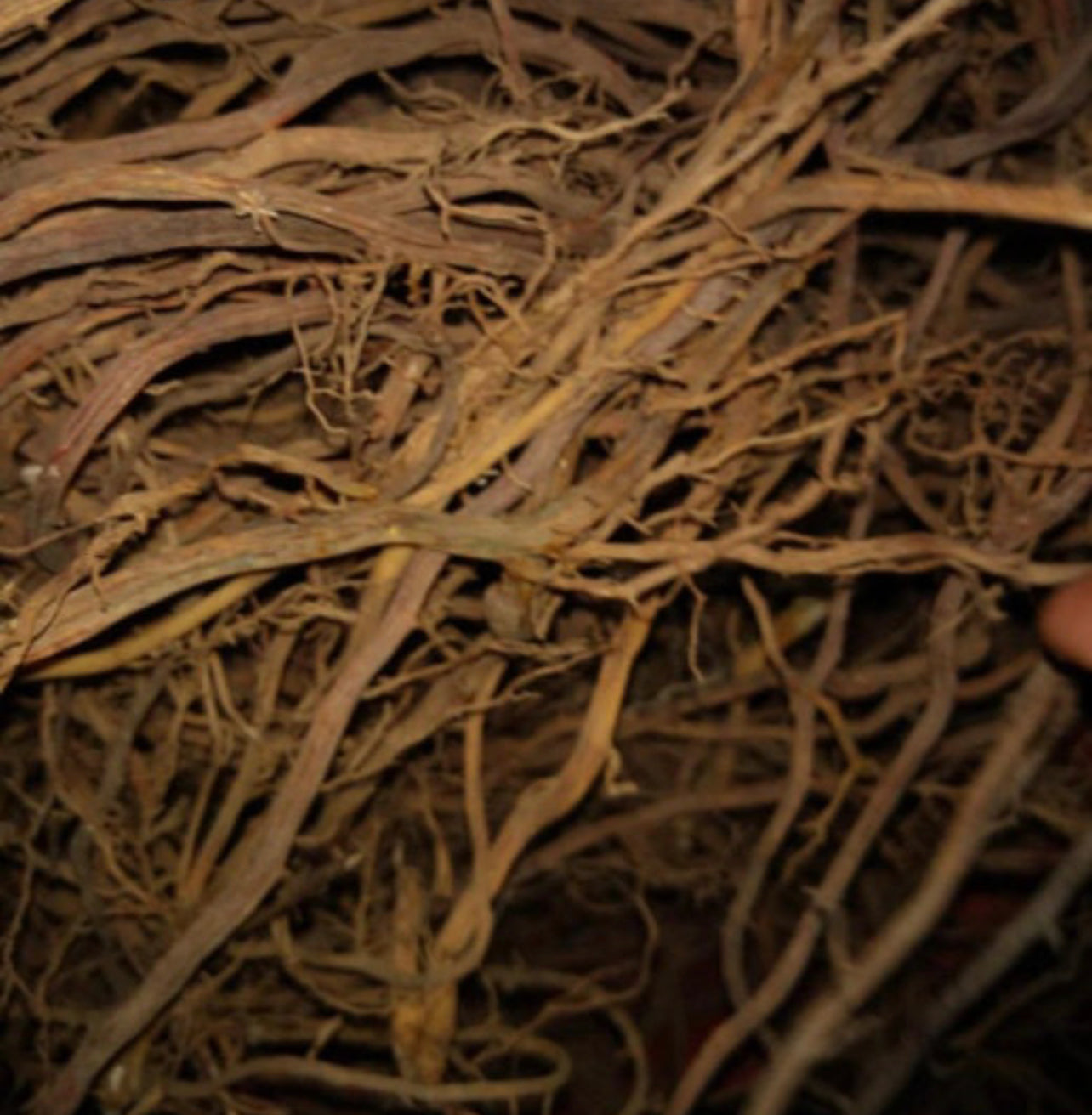 Double Extracted Sarsaparilla Root Herbal Tincture