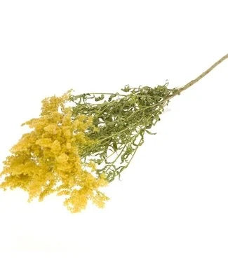 Goldenrod image 0