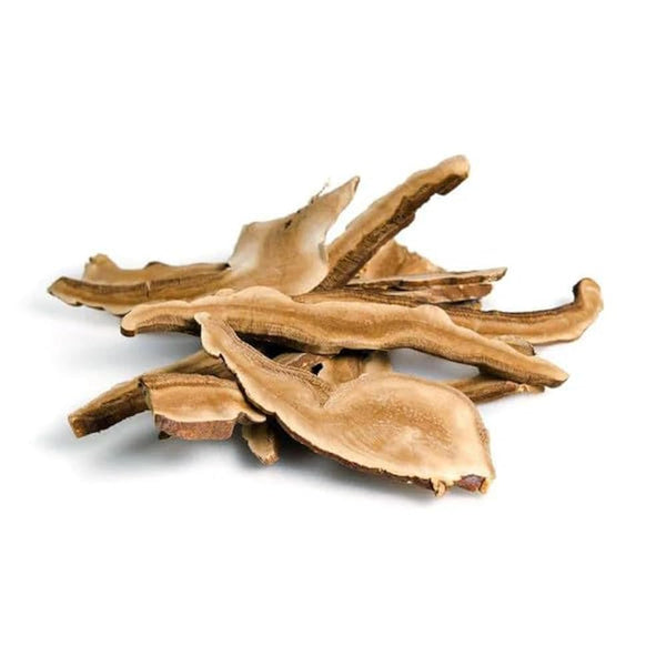 Reishi Mushroom image 0
