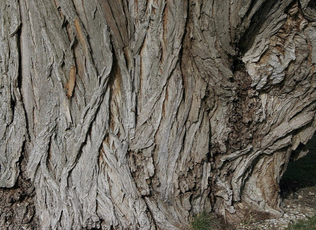Double Extracted White Willow Bark Herbal Tincture image 2